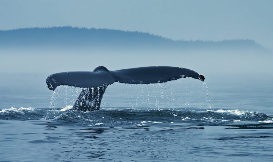 UNA DECISIÓN HISTÓRICA: ISLANDIA HA ANUNCIADO QUE PONDRÁ FIN A LA CAZA DE BALLENAS.