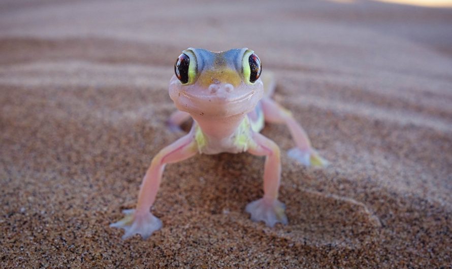 UNA NUEVA TECNOLOGÍA INSPIRADA EN LA NATURALEZA: DESDE LAS PATAS DE LOS GECKOS HASTA UNAS PEGATINAS SIN PEGAMENTO