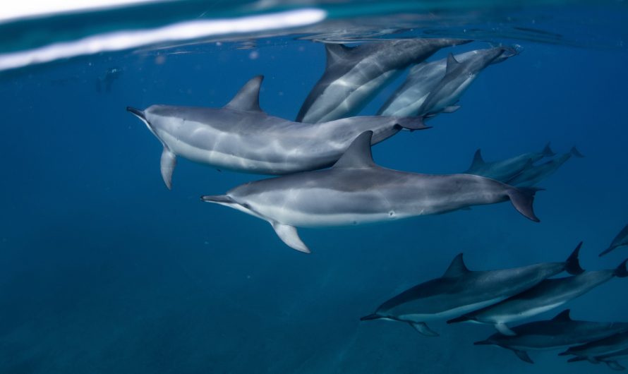 DELFINES Y ORCAS, ¿ENEMIGOS O AMIGOS?